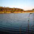 Jrzioro Żabie